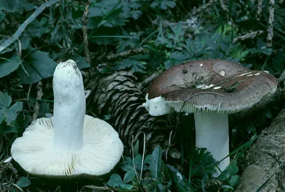 Russula integra (russule intègre ou russule des epiceas)