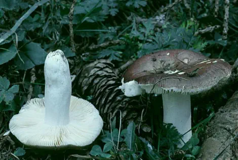 Russula integra (russule intègre ou russule des epiceas)