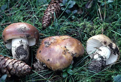 Russula mustelina (russule belette ou russule couleur de belette)