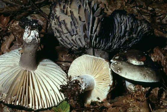 Russula nigricans (russule noircissante)