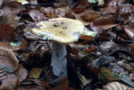 Russula ochroleuca (russule ocre et blanche)