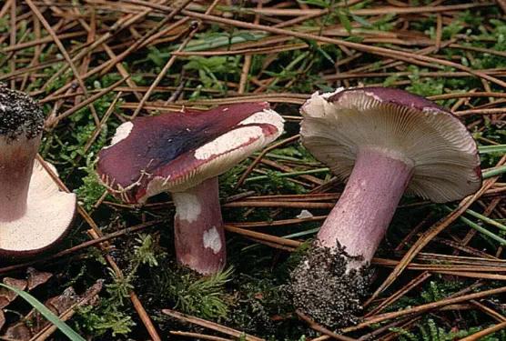 Russula torulosa (russule des pinèdes ou russule trapue)