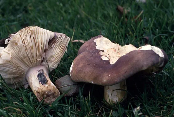 Russula xerampelina (russule xerampeline ou russule écrevisse)