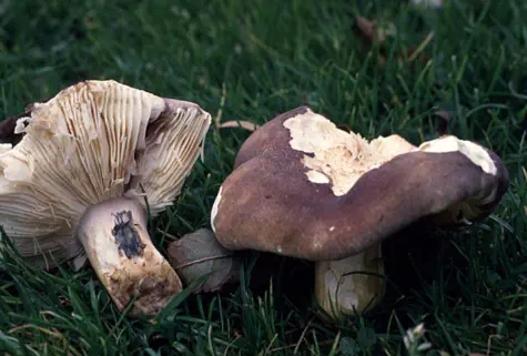 Russula xerampelina (russule xerampeline ou russule écrevisse)