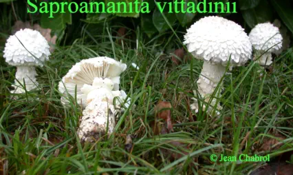 Saproamanita vittadinii récolté sur lacommune de Thoiras (30)
