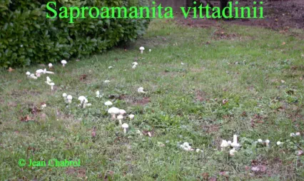 Saproamanita vittadinii récolté sur la commune de Thoiras (30)