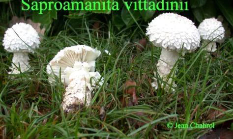 Saproamanita vittadinii récolté sur lacommune de Thoiras (30)