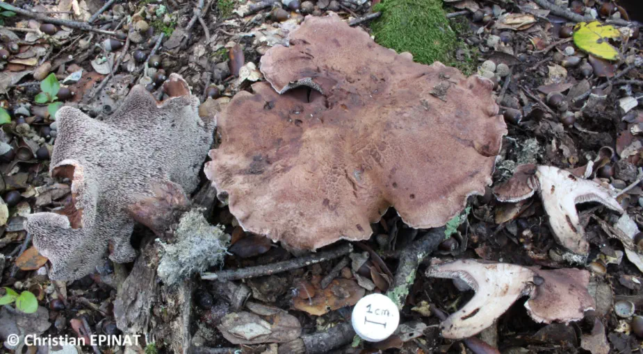 Sarcodon cyrneus récolté sur la commune de Saint Christol les Alès (30)