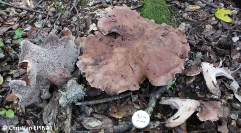 Sarcodon cyrneus récolté sur la commune de Saint Christol les Alès (30)