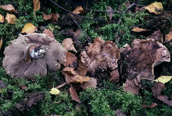 Sarcodon imbricatus (sarcodon imbriqué)