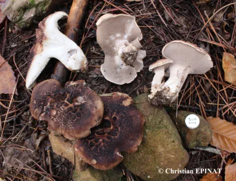Sarcodon squamosus récolté sur la commune de St Sébastien d'Aigrefeuille (30)