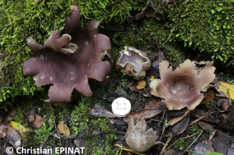 Sarcosphaera coronaria récolté sur la commune de Bragassargues (30)