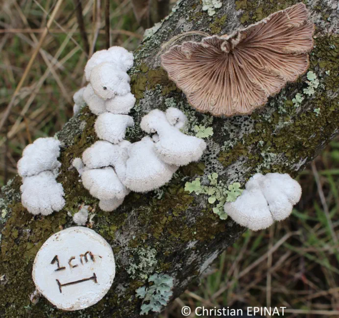 Schizophyllum commune récolté sur la commune de Brignon et Nozières (30) le 24/03/2018