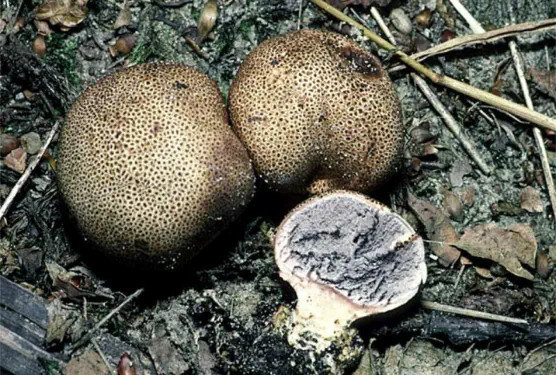 Scleroderma areolatum (scleroderme areolé)