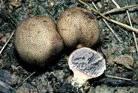 Scleroderma areolatum (scleroderme areolé)
