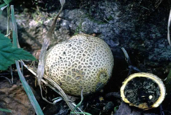 Scleroderma citrinum (scleroderme commun)