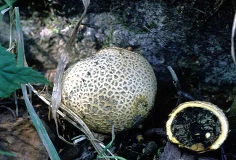 Scleroderma citrinum (scleroderme commun)