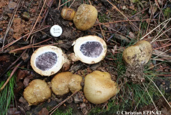 Scleroderma polyrhizum