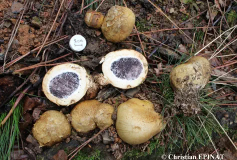 Scleroderma polyrhizum