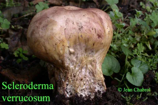 Scleroderma verrucosum (récolté à Lasalle - Gard)