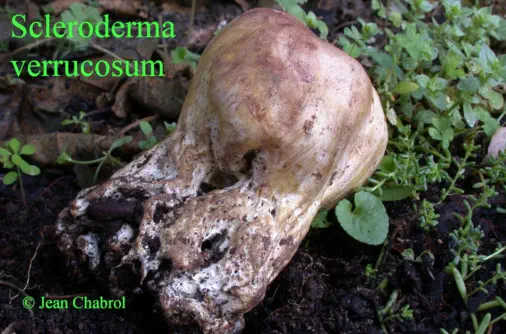 Scleroderma verrucosum (récolté à Lasalle - Gard)
