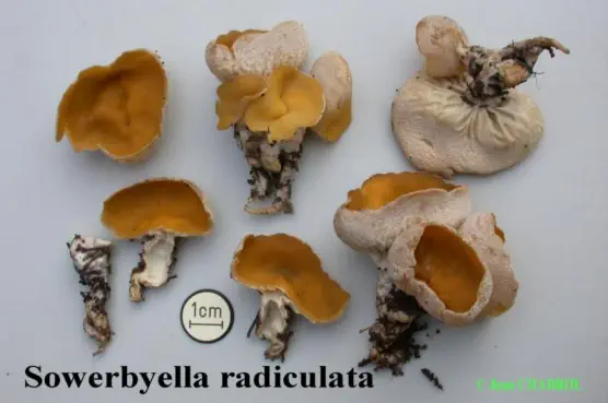 Sowerbyella radiculata (pezize à petite racine)