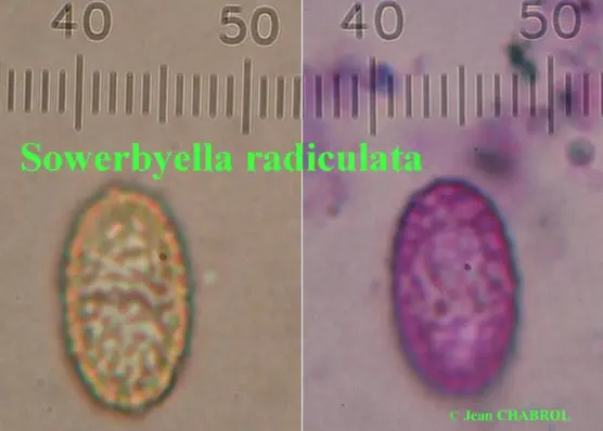 Sowerbyella radiculata (pezize à petite racine)