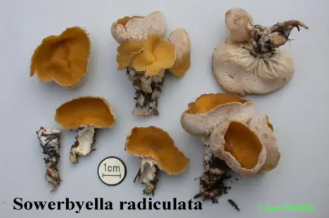 Sowerbyella radiculata (pezize à petite racine)