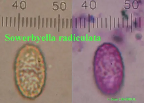Sowerbyella radiculata (pezize à petite racine)