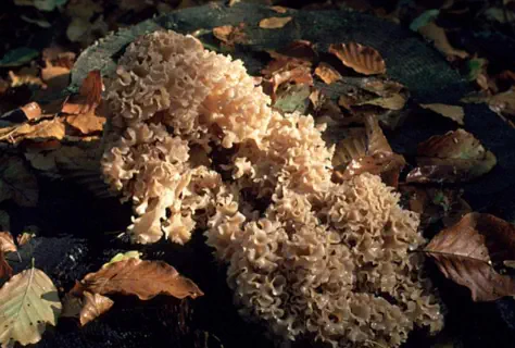 Sparassis crispa (clavaire crépue ou crête de coq)