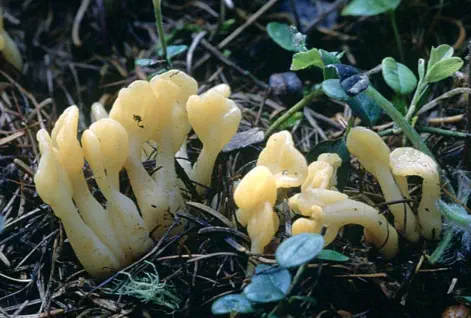 Spathularia flavida