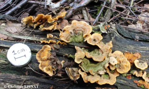 Stereum hirsutum (Stérée hirsute)