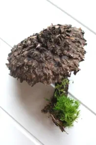 Strobilomyces strobilaceus (bolet pomme de pin)