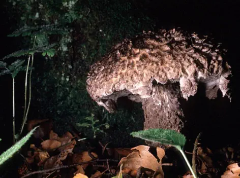 Strobilomyces strobilaceus (bolet pomme de pin)
