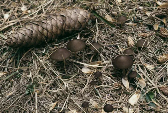 Strobilurus esculentus (collybie des cones d'épiceas)