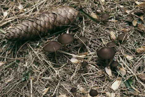 Strobilurus esculentus (collybie des cones d'épiceas)