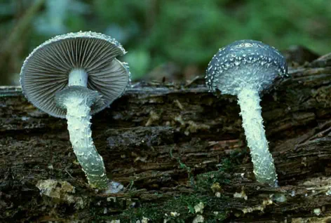 Stropharia aeruginosa (strophaire vert-de-gris)