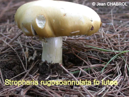 stropharia rugosoannulata  f. lutea  récolté sur la commune de Carnon Plage (34)