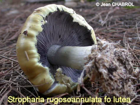 stropharia rugosoannulata f. lutea récolté sur la commune de Carnon Plage (34)