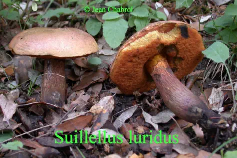 Suillelus luridus récolté sur la commune de Saint Jean du Pin (30)