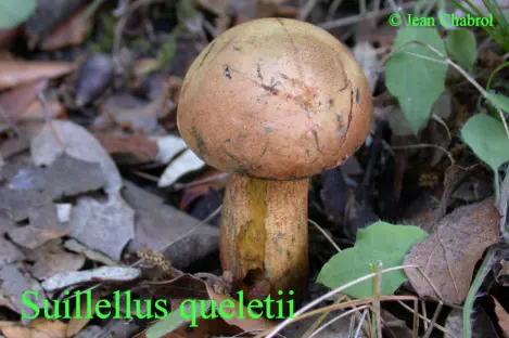 Suillelus queletii récolté sur la commune de Saint Jean du Pin (30)