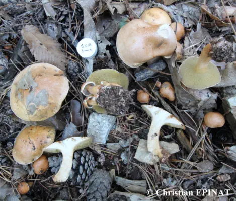 Suillus bovinus récolté sur la commune de Mialet (30)
