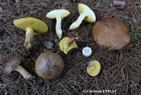 Suillus collinitus (bolet à base rose)