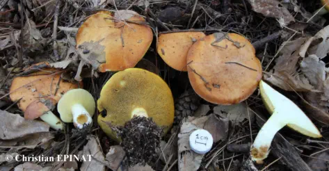 Suillus granulatus (Bolet granulé ou vachette) récolté sur la commune de Mialet (30)