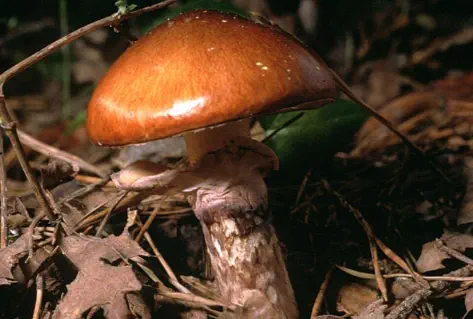 Suillus luteus (nonette voilée)