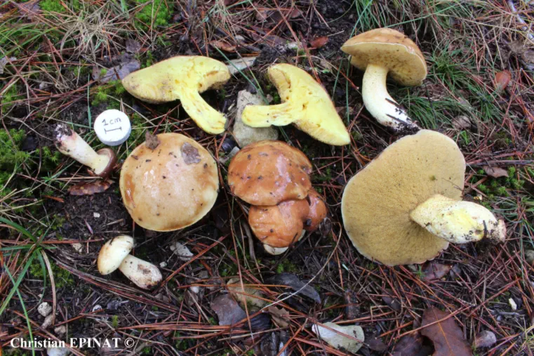 Suillus mediterraneensis récolté sur la commune de Valz (30)