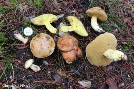 Suillus mediterraneensis récolté sur la commune de Valz (30)
