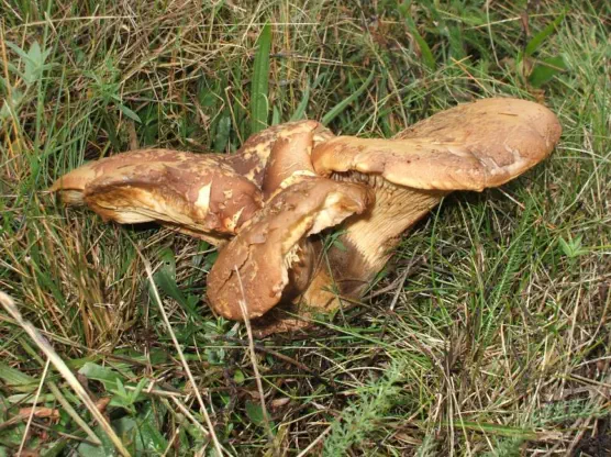 Tapinella atrotomentosa (= Paxillus atrotomentosus)