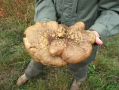 Paxillus atrotomentosus