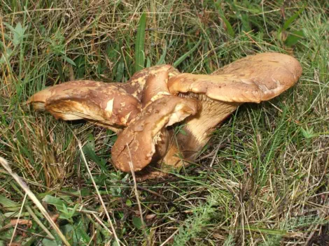 Tapinella atrotomentosa (= Paxillus atrotomentosus)